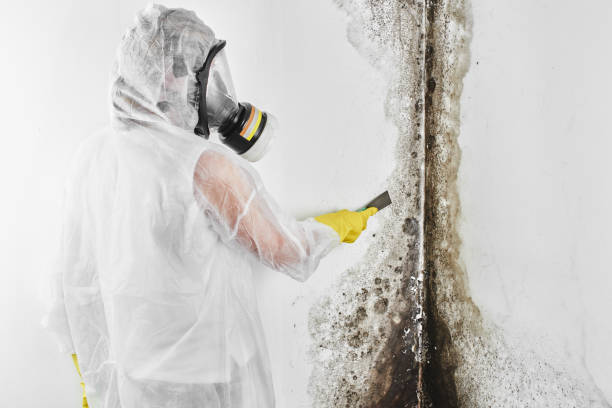 Best Attic Mold Remediation in USA